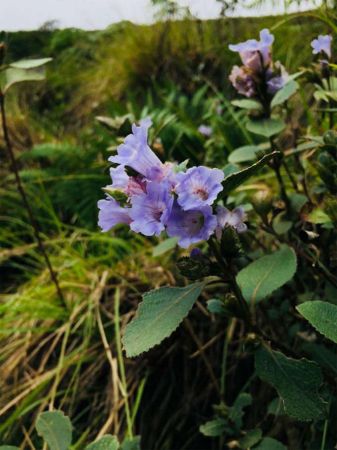 munnar