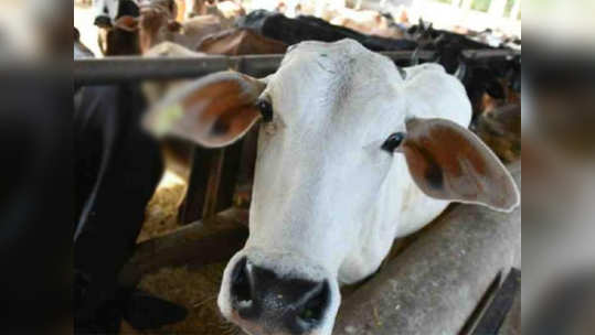 लष्करी गोठ्यांतील गायी विकण्यास मुभा