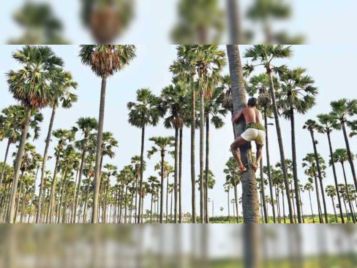 palmyra tree: சுனாமியை தடுக்கும் பனை மரத்தின் அருமையை இனியாவது அறிவோம்! - Amazing benefits of palmyra tree, which even stops Tsunami. | Samayam Tamil