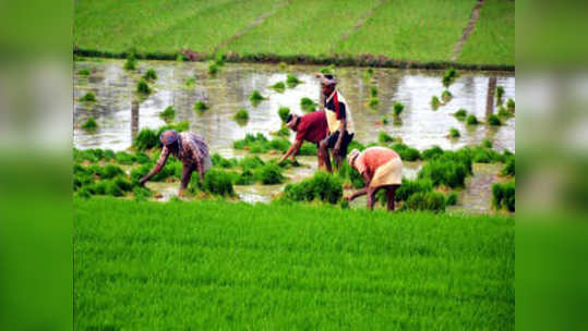 कृषिकर्जमाफीचा निर्णय व्यवहार्य ठरणार नाही