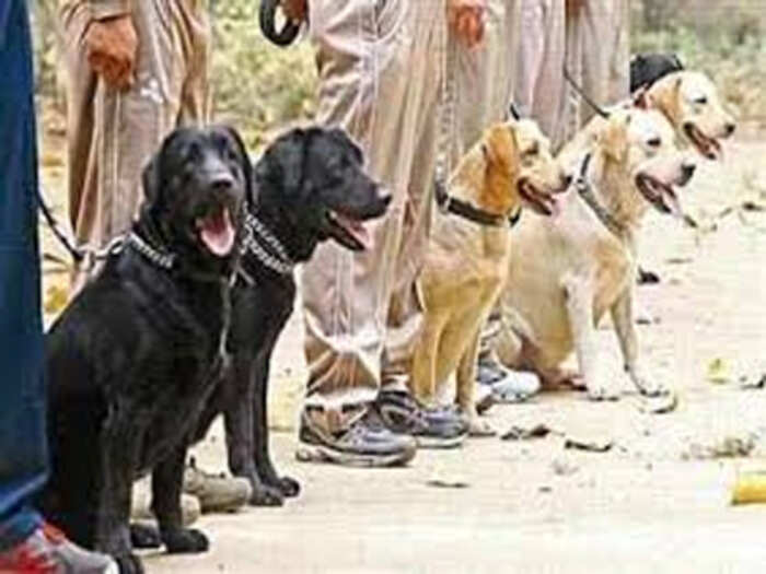 dog-squad dog-squad