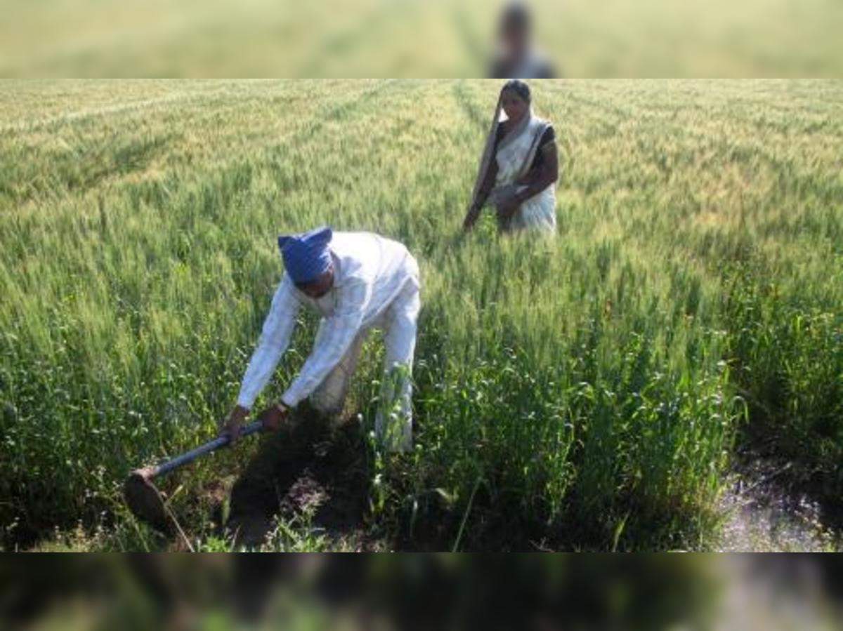रबी की फसलों के लिए 'रामबाण' है यह बारिश - rainfall-a-relief-for-rabi-crops-in-northern-states  | The Economic Times Hindi