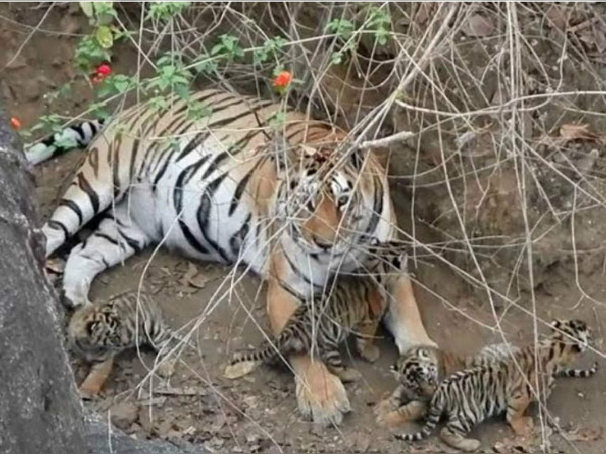 supermom collarwali: &#39;सुपरमॉम कॉलरवाली&#39; बाघिन ने बनाया रेकॉर्ड, MP-राजस्थान के टाइगर रिजर्व में अच्छे दिनों के संकेत - supermom collarwali tigress in pench tiger reserve sets record | Navbharat Times