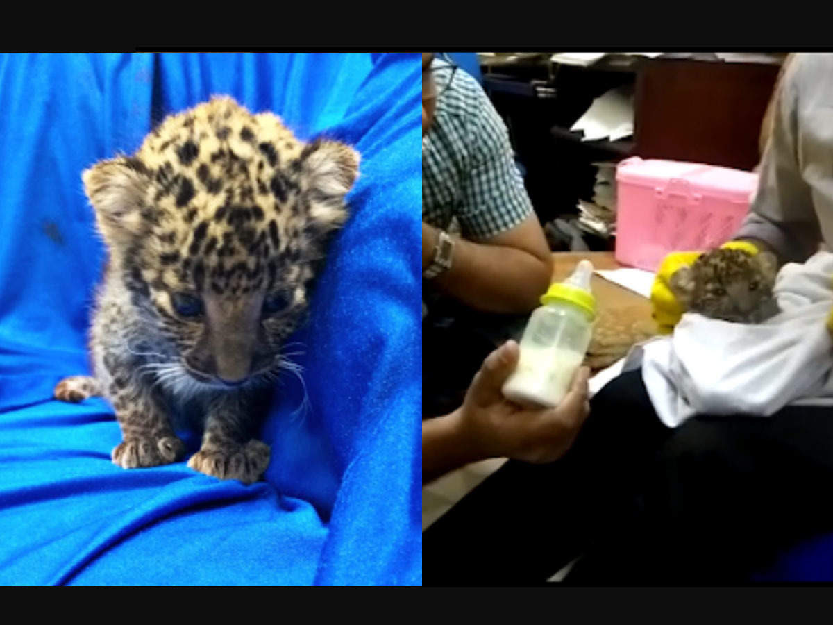 Thailand Smuggled Leopard Cub च न न एयरप र ट पर य त र क ब ग स न कल त द ए क बच च Leopard Cub Seized At Chennai International Airport Smuggled From Thailand Navbharat Times