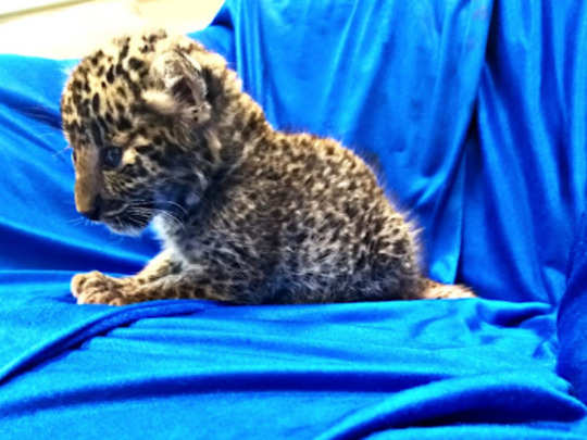 Thailand Smuggled Leopard Cub च न न एयरप र ट पर य त र क ब ग स न कल त द ए क बच च Leopard Cub Seized At Chennai International Airport Smuggled From Thailand Navbharat Times