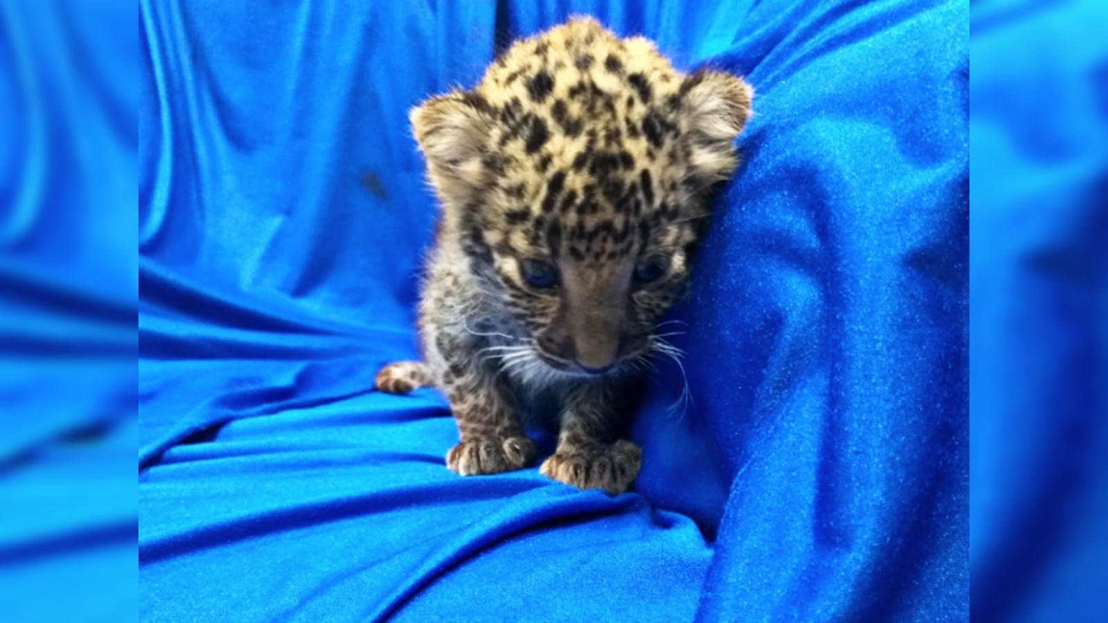 Thailand Smuggled Leopard Cub च न न एयरप र ट पर य त र क ब ग स न कल त द ए क बच च Leopard Cub Seized At Chennai International Airport Smuggled From Thailand Navbharat Times