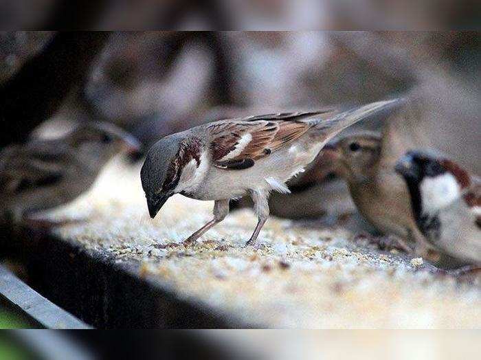 sparrows_1521524959