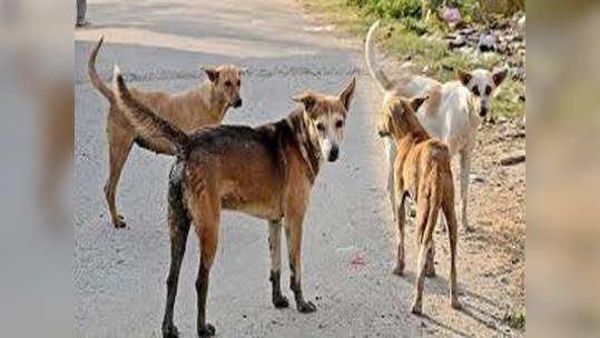 पाच चिमुकल्यांचा चावा घेणारे कुत्रे जाळ्यात