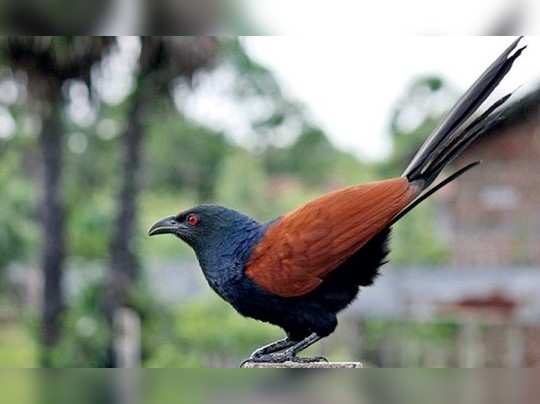 ಕೋಗಿಲೆ, ವಸಂತದಲ್ಲಿ ಹಾಡುವ ಕೋಗಿಲೆಗೆ ರಾಸಾಯನಿಕವೇ ವಿಷ - chemical is poisonous to  the cuckoo - Vijaya Karnataka