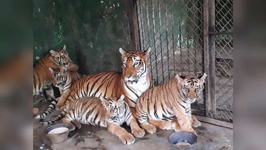 लहानगे अनुभवणार बछड्यांच्या करामती