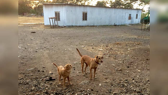 कुत्र्यांचा हल्ला - एक जखमी - बातमी  फोटोला नाव टाकू नये...