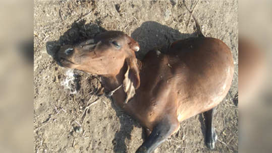 कोवळी ज्वारी खाल्ली; १७ गायी,४ म्हशींचा मृत्यू