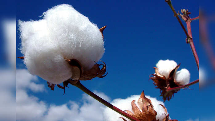 Cotton