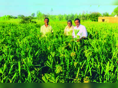 ಗುಣಿ ಪದ್ಧತಿ ರಾಗಿ; ಅಪರಿಮಿತ ಫಸಲು