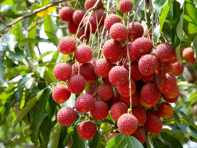 Litchi: lifestyle benefits and side effects of eating litchi - लीची खाने के  फायदे भी हैं और नुकसान भी, जानें - Navbharat Times Photogallery