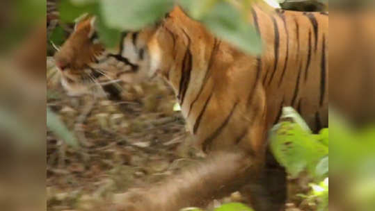 माया वाघिणीवरील लघुपट पाहण्याची संधी