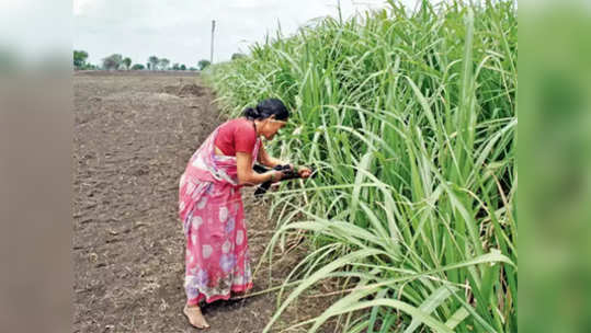 आत्महत्याग्रस्त शेतकऱ्यांच्या विधवांच्या नावेच सातबारा