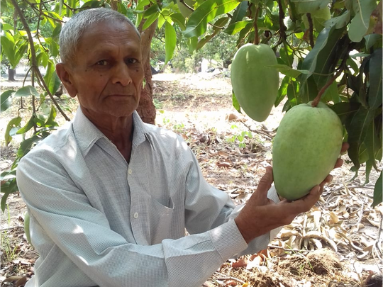 noorjahan mango: आमों की मलिका &#39;नूरजहां&#39;, 1,200 रुपये तक में बिक रहा केवल एक फल - queen of mango noorjahan only one fruit sold out rs 1200 rupee | Navbharat Times