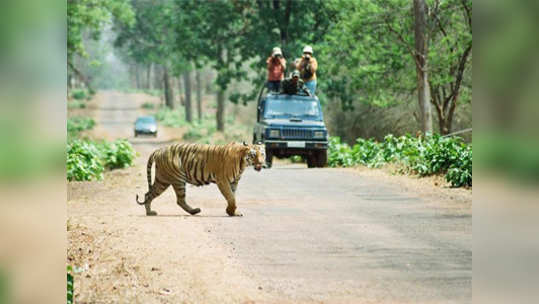 ताडोब्यात पावसाळ्यातही व्याघ्रपर्यटन