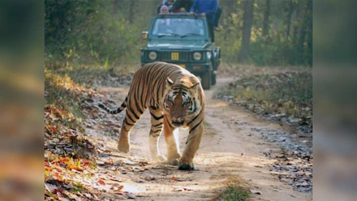 देशात सहा महिन्यांत ६० व्याघ्रमृत्यू