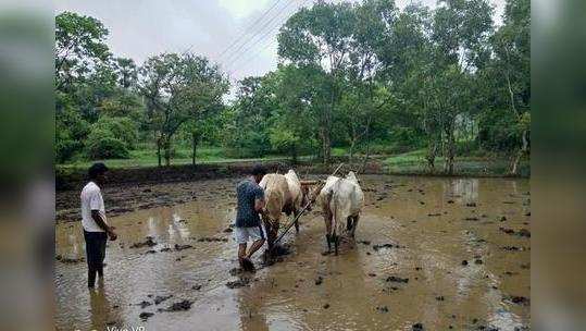 वसईत भात लागवडीला वेग    वसईत भात लागव