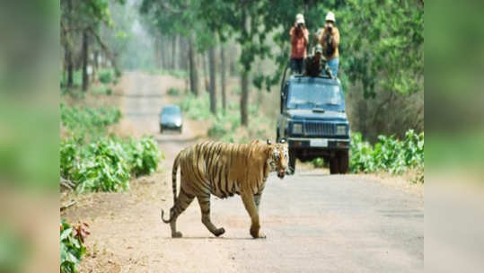 ताडोब्यातील गाइडचे करणार ‘ग्रेडींग’