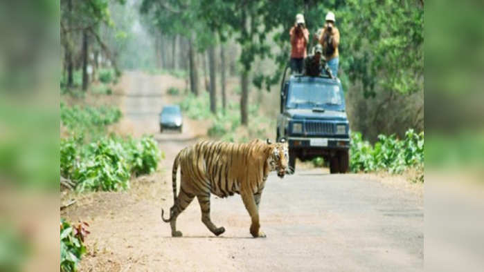 ताडोब्यातील गाइडचे करणार ‘ग्रेडींग’