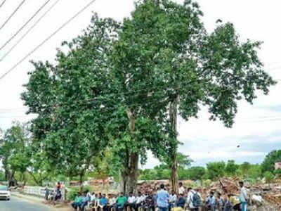 मदुरै में मनाया गया 100 साल पुराने बरगद के पेड़ों को जन्मदिन, दिया गया संरक्षण का संदेश 