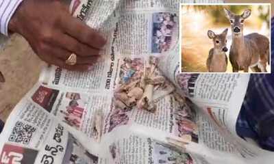 జింక హత్య