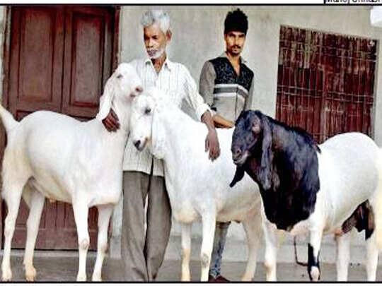 Goat In Eid à¤¬à¤•à¤° à¤¦ 18 à¤®à¤¹ à¤¨ à¤ª à¤² 22 à¤² à¤– à¤° à¤ªà¤¯ à¤® à¤¬ à¤š à¤¤ à¤¨ à¤¬à¤•à¤° Lucknow Trader Got 22 Lakh Rupees For Three Goats Navbharat Times