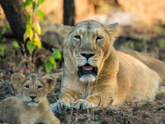 गुजरात: शिकार करने से दूरी बना रहा जंगल का राजा शेर, इंसान के लिए संकट 