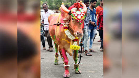 जनावरांचा पोळा यंदा छावणीतच