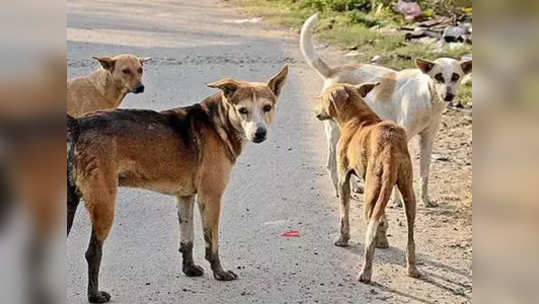 बुलडाण्यात सापडले भटक्या कुत्र्यांचे ९० शव