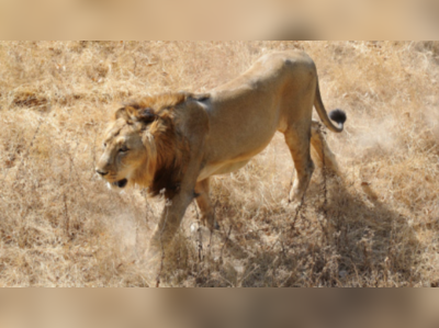 VIDEO: 100 फीट गहरे कुएं में गिरे शेर-शेरनी, यूं बचाए गए 