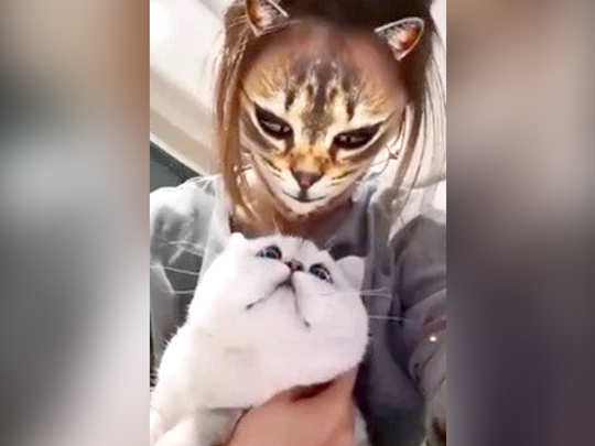 Cat Face Filters जब क ट फ स फ ल टर स पर ब ल ल य न क य र ऐक ट द ख मज द र व ड य Social Media Users Hilarious Reactions After Watching Cats Response To Cat Face Filters Navbharat Times