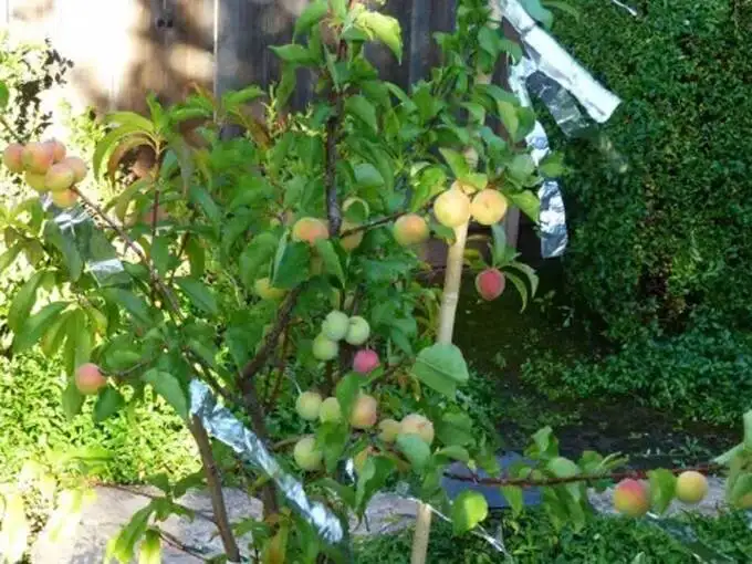 Fruit Salad Tree In Hindi Fruit Salad Tree Things You Must Know About It Navbharat Times Photogallery