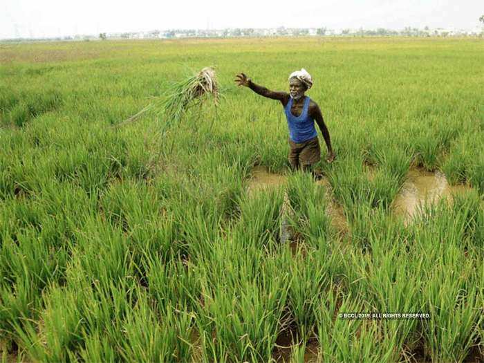 Paddy And Wheat No More Profitable Farming Huge Buffer May Impact Procurement And Msp ध न ग ह क ख त कम कर क स न नह त ह सकत ह न कस न Navbharat Times