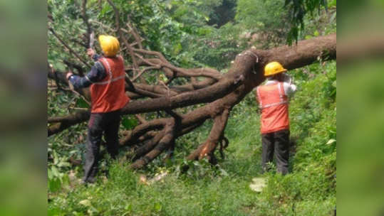 स्थगितीनंतर आरेमध्ये काम सुरू?