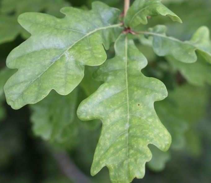 Oak-Tree-Leaf