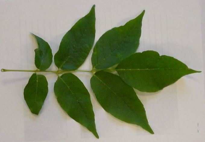 Ash-Tree-Leaf