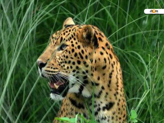 Leopard Attack চ ত ব ঘ র শ স ত ম ন ষ ছ ল ই য ত হব চ ড য খ ন য North Bengal Tea Garden Leopard Attack Man Eater Leopard Arrest In The Zoo Eisamay