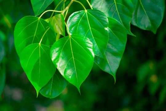 medicinal use of leaves of peepal tree - I am Gujarat