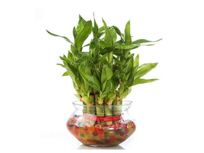 Zaavic 2 Layer Lucky Bamboo Plant with Big Round Glass Bowl and Colored Jelly Balls