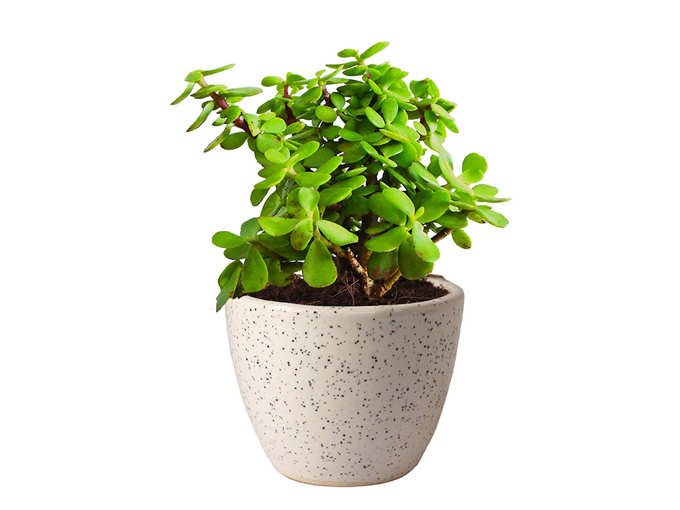 Rolling Nature Good Luck Jade Plant In Round Dew Ceramic Pot