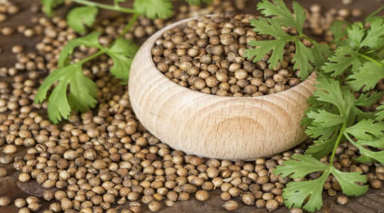 Coriander Seeds Water ನ ನ ಸ ಟ ಟ ಕ ತ ತ ಬರ