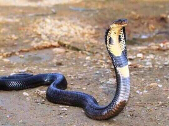 auspicious sign of snake in shakun shastra - I am Gujarat