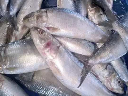 sardine fish in tamil