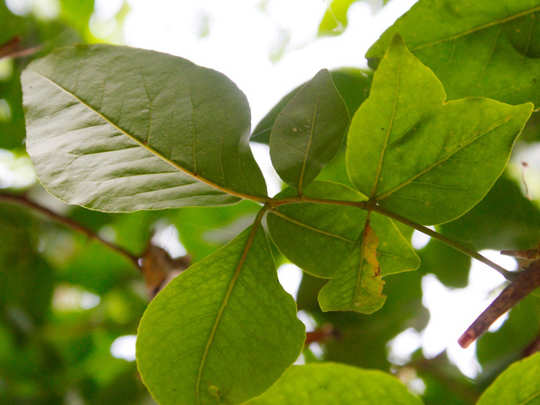 bael leaf in telugu