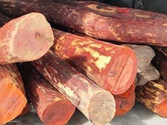 Red Sandalwood ஆவட வ ல ர ச ம மரம கடத தல எவ வளவ த ர ய ம Red Sandal Wood Smuggling In Chennai Avadi And Vellore Samayam Tamil