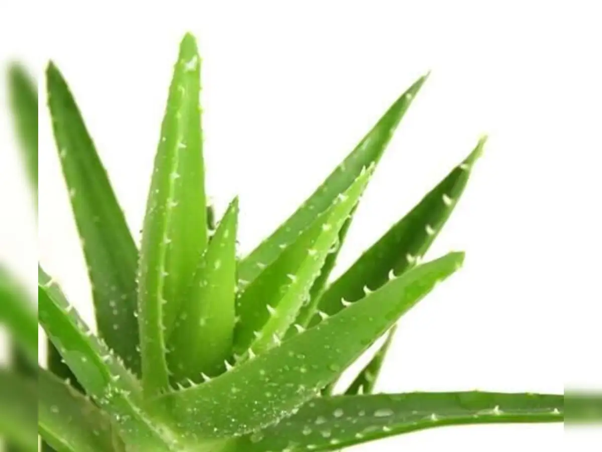 Алоэ плант. Алоэ юкунда. Алоэ колпачковидное. Алое қазақша. Алое қазақша.